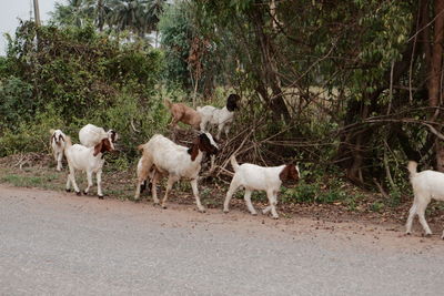 Sheep standing in a farm