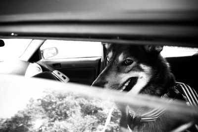 Close-up of dog in car