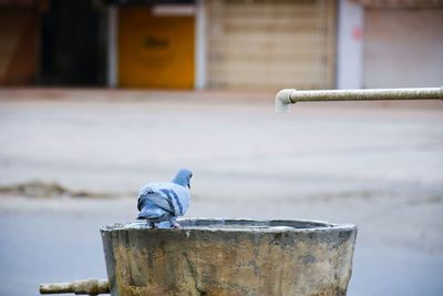 Close-up of pigeon perching on a pipe