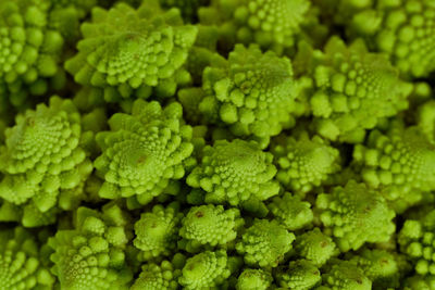 Romanesco also known as roman cauliflower, broccolo romanesco, species brassica oleracea