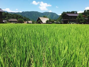 Houses in field against clear sky