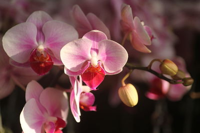 Close-up of pink orchids