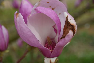 Close-up of pink rose flower