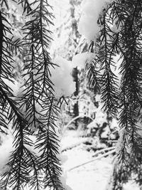Low angle view of pine trees during winter