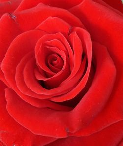 Macro shot of red rose