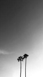 Low angle view of palm trees against sky