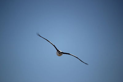 Low angle view of bird flying in sky