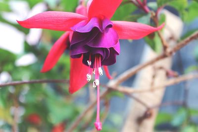 Close-up of red bougainvillea blooming outdoors