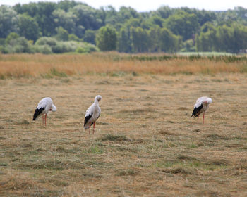 Birds on field