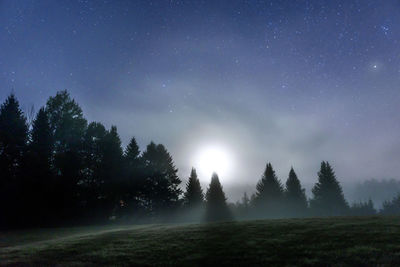 Trees against sky at night