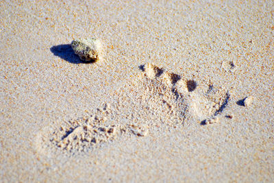 High angle view of crab on sand