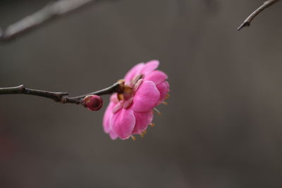 Close-up of pink flowers on branch