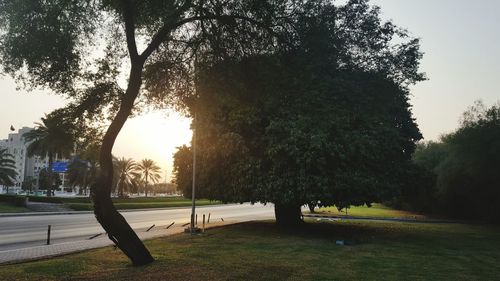 Trees in park