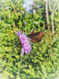 Close-up of butterfly pollinating on purple flower