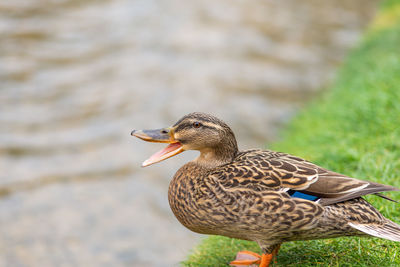 Close-up of a duck