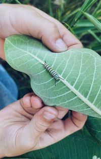 Close-up of hand holding leaves