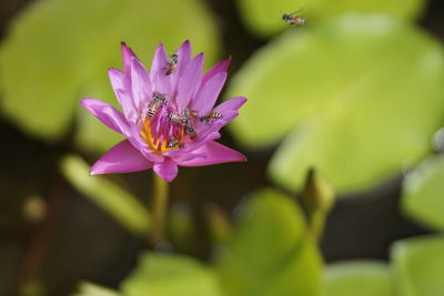 Close-up of pink lotus water lily blooming outdoors