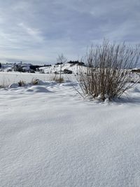 Bare trees on snowy field against sky during winter