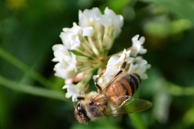 Close-up of bee on flower