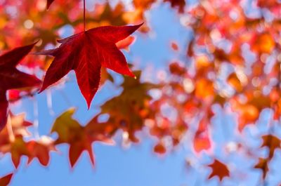 Low angle view of maple leaves on tree