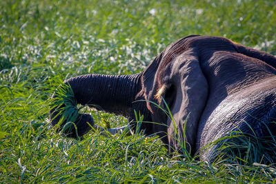 Dog relaxing on grassy field