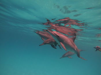 Close-up of fish swimming in sea