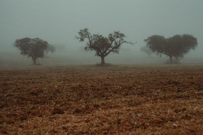 Trees on field against sky during foggy weather