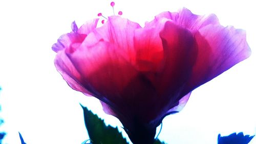 Close-up of flower over black background