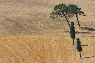 High angle view of trees growing on field