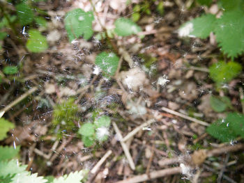 Close-up of wet spider on land