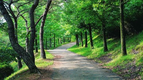 Empty road along trees in forest