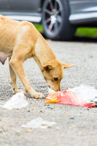 View of a dog on road