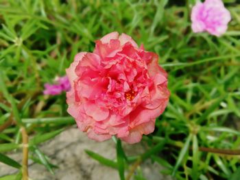 Close-up of pink rose