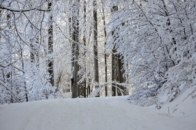 Snow covered land and trees in forest