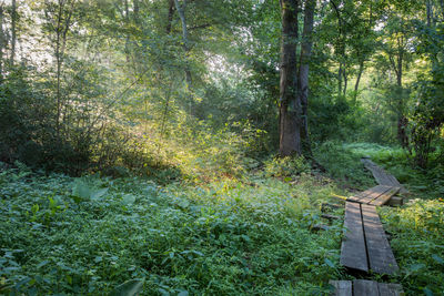 Trees in forest