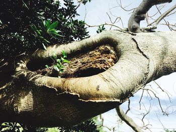 Low angle view of trees