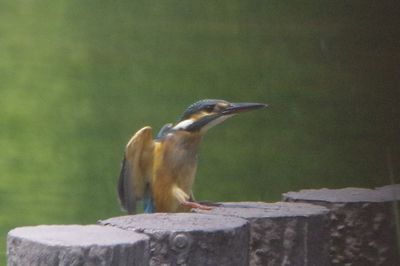 Close-up of bird perching on wall