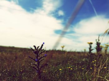 Close-up of flower growing in field against sky