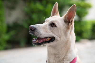 Adorable young creamy thai dog look at its owner to ask for food. closeup happy canine pet 