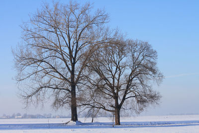 Bare tree on snow covered field against sky