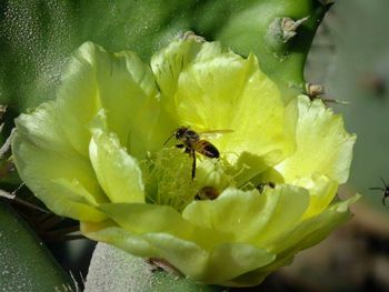 Close-up of bee on flower