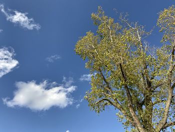 Low angle view of cherry blossom tree against blue sky