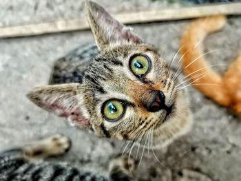 Close-up portrait of cat