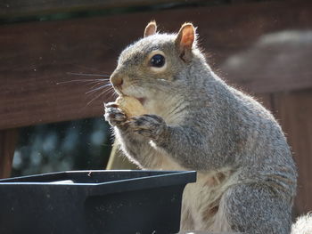 Close-up of squirrel eating food