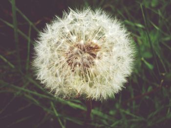 dandelion