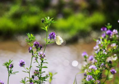 Close-up of purple flowering plant