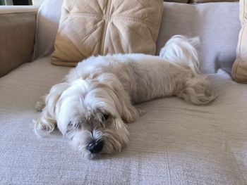 Dog sleeping on sofa at home