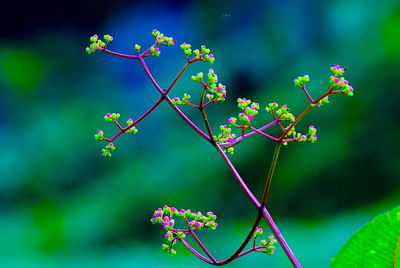 Close-up of flowering plant