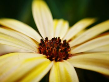 Close-up of daisy flower