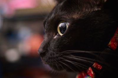 Close-up of black cat